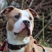 Lucky, aufgeschlossen, Hund zur Adoption