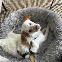 kleines Energiebündel, Foxy, 38cm,6kg, Hündin zur Adoption