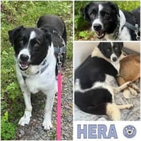 HERA -Sanfte, neugierige Seele-, Hündin zur Adoption