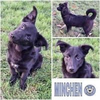 MINCHEN -ideale Familienhündin-, Hündin zur Adoption