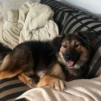 Verschmuste Cookie auf PS bei Augsburg, Hündin zur Adoption