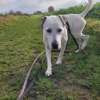 Schöner Cosmo sucht sein Zuhause!, Hund zur Adoption