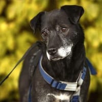 Navara - wartet in 25485 Hemdingen, Hündin zur Adoption