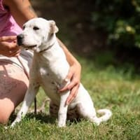 Brooklyn, Hündin zur Adoption