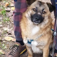 Lenny wartet in Nürnberg!, Hund zur Adoption