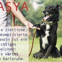 ASYA - Juwel auf 4 Pfoten, Hündin zur Adoption