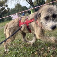 Dixy - lernwillig, leinenführig - in DE, Hündin zur Adoption