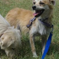 Lotte - gut verträglich - bereits in DE, Hündin zur Adoption