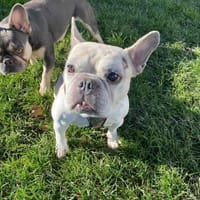 🍀 Becky sucht ihr Glück, Hündin zur Adoption