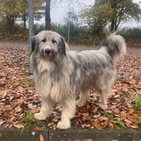 Athos sucht sein Für-Immer-Zuhause, Hund zur Adoption