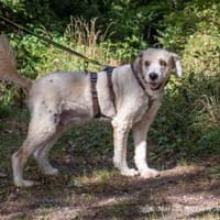Donnie ist ein sehr freundlicher Rüde, Hund zur Adoption