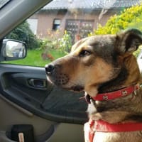 Terry:Jetzt werde ich auch Familienhund, Hündin zur Adoption