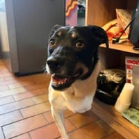 Wunderbare Milly sucht ihr Glück!, Hündin zur Adoption