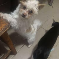 Suki, klein, frech, keck sucht Körbchen, Hündin zur Adoption