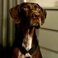 Asia, respektvoll, lernwillig, offen, Hündin zur Adoption