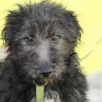 Chewy sucht für immer zu Hause..., Hund zur Adoption