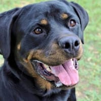 Bella - Alle guten Dinge sind 3, Hündin zur Adoption