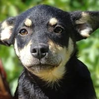 Kleine MIA sucht Zuhause, Hündin zur Adoption