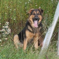Lucky - Für-Immer-Glück gesucht, Hund zur Adoption