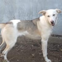 Donatella sucht liebevolles Zuhause, Hündin zur Adoption