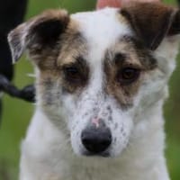 Elsa - kinderliebe Familienhündin, Hündin zur Adoption