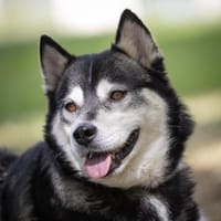 Aurora- kuschelige Hündin, Hündin zur Adoption