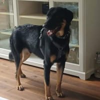 Luke, prächtiger Rüde sucht ein Zuhause, Hund zur Adoption