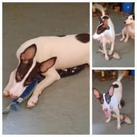 Tina, Hund zur Adoption