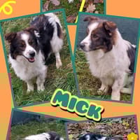 Hübscher Mick wartet in Nürnberg!, Hund zur Adoption