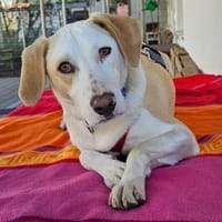 Bodhi wartet im Tierheim Sulzbach, Hund zur Adoption