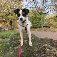 Menschenbezogene Elsie auf PS bei Köln, Hündin zur Adoption