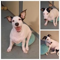 Tommy, Hund zur Adoption