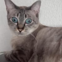 super anhängliche Xena, bei Aachen, Katze zur Adoption