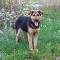 Lilly auf Familiensuche, Hündin zur Adoption