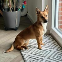 Fiona - großes Herz auf Familiensuche, Hündin zur Adoption