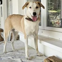 Fabio wartet im Tierheim Sulzbach, Hund zur Adoption