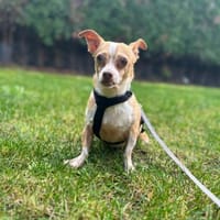 Candy auf Pflegestelle in 85134 Stammham, Hündin zur Adoption