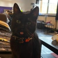 Piripicchio, Kater zur Adoption