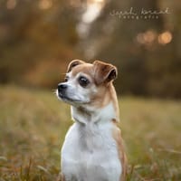 Ozzy sucht sein Zuhause, Hund zur Adoption