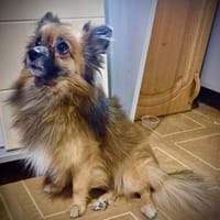 Gute-Laune-Hund, Hund zur Adoption