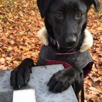 Syra die bezaubernde schwarze Schönheit, Hündin zur Adoption