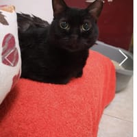 Blinde Yazz - ganz liebe Maus, Katze zur Adoption