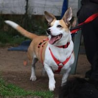 Wer hat ein Herz für Frieda?, Hündin zur Adoption