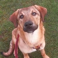 Baikal - neugieriger Hundebub, Hund zur Adoption