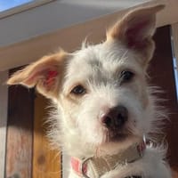 Frex, geb. ca. 07/2022, 79650 Schopfheim, Hund zur Adoption