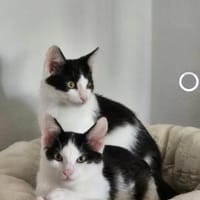 Binx & Zeus Verspieltes Kittenpärchen, Kater zur Adoption