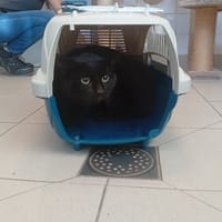 MAURICE, chat à adopter