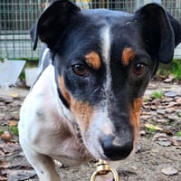 CHUCKY, chien à adopter