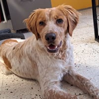 OSCAR, chien à adopter