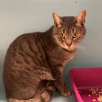 WITCH, chat à adopter